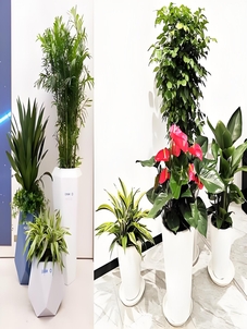 宁波前湾花木租赁，专业品质赢信赖